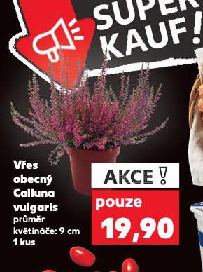 VES OBECN CALLUNA VULGARIS