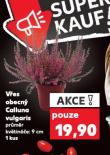 VŘES OBECNÝ CALLUNA VULGARIS