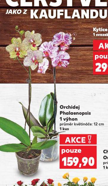 ORCHIDEJ PHALAENOPSIS