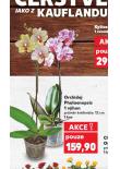 ORCHIDEJ PHALAENOPSIS
