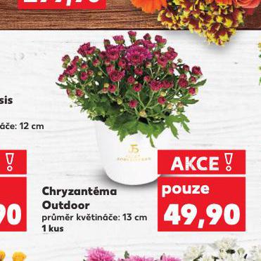 CHRYZANTMA OUTDOOR