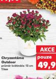 CHRYZANTÉMA OUTDOOR