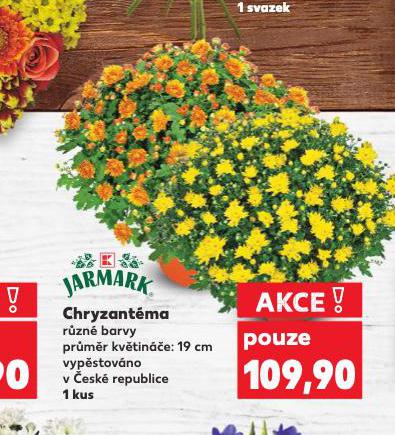 CHRYZANTMA