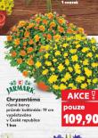 CHRYZANTÉMA