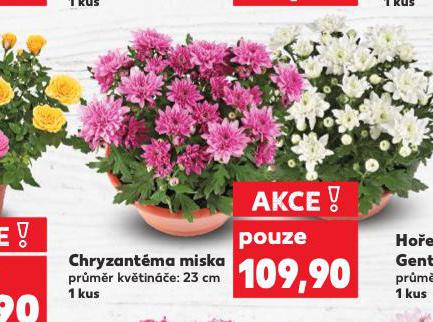 CHRYZANTMA MISKA