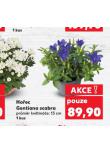 HOŘEC GENTIANA SCABRA