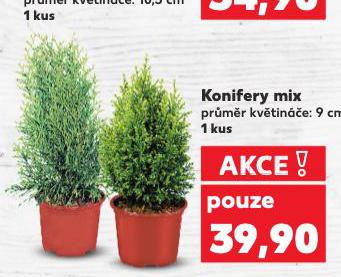 KONIFERY MIX