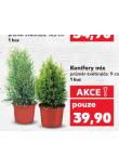 KONIFERY MIX