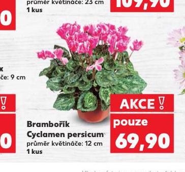 BRAMBOK CYCLAMEN PERSICUM