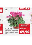 BRAMBOŘÍK CYCLAMEN PERSICUM