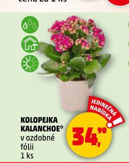 KOLOPEJKA KALANCHOE