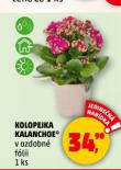 KOLOPEJKA KALANCHOE