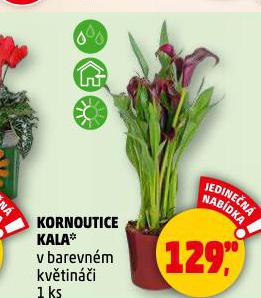 KORNOUTICE KALA
