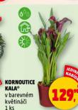 KORNOUTICE KALA