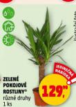 ZELEN POKOJOV ROSTLINY
