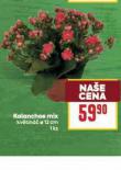 KALANCHOE MIX