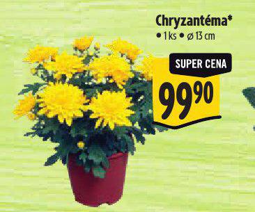 CHRYZANTMA*