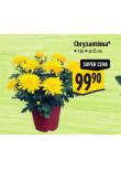 CHRYZANTMA*