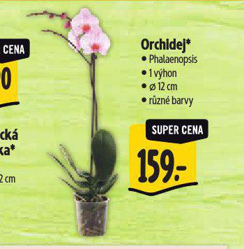 ORCHIDEJ