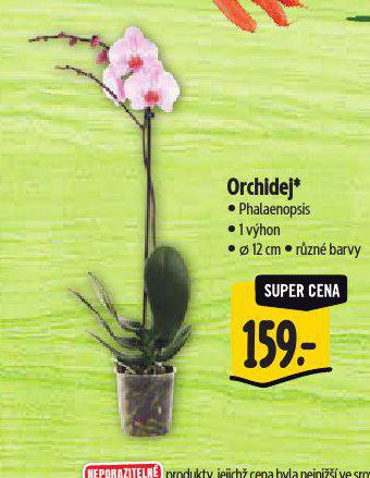 ORCHIDEJ