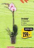 ORCHIDEJ