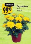 CHRYZANTMA