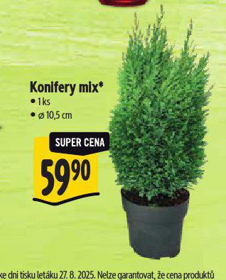 KONIFERY MIX