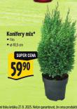 KONIFERY MIX