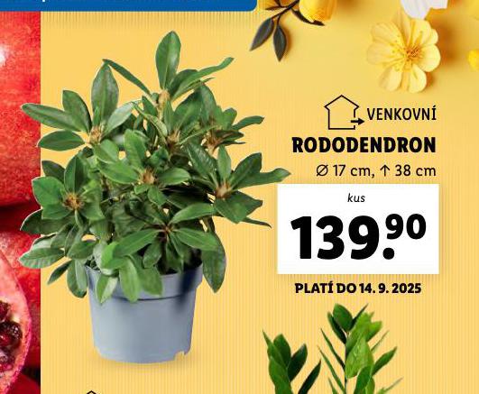 RODODENDRON