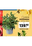 RODODENDRON