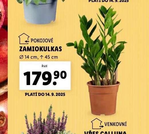 ZAMIOKULKAS
