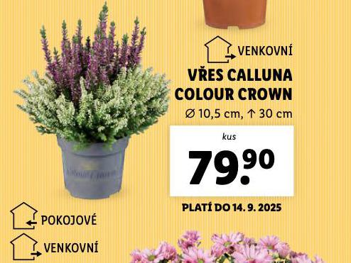 VES CALLUNA COLOUR CROWN