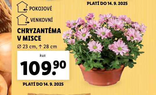 CHRYZANTMA V MISCE