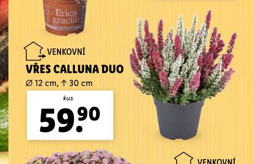 VES CALLUNA DUO