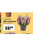 VES CALLUNA DUO