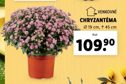 CHRYZANTMA