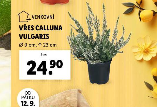 VES CALLUNA VULGARIS