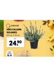 VES CALLUNA VULGARIS