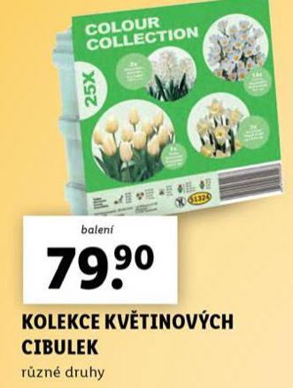KOLEKCE KVTINOVCH CIBULEK