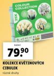 KOLEKCE KVTINOVCH CIBULEK