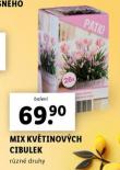 MIX KVTINOVCH CIBULEK
