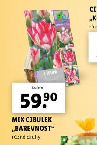 MIX CIBULEK BAREVNOST