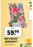 MIX CIBULEK BAREVNOST