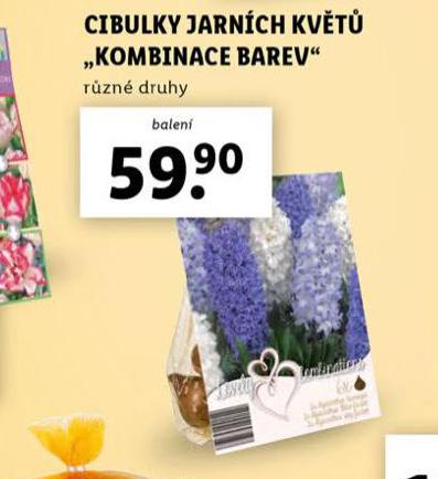 CIBULKY JARNCH KVT "KOMBINACE BAREV"