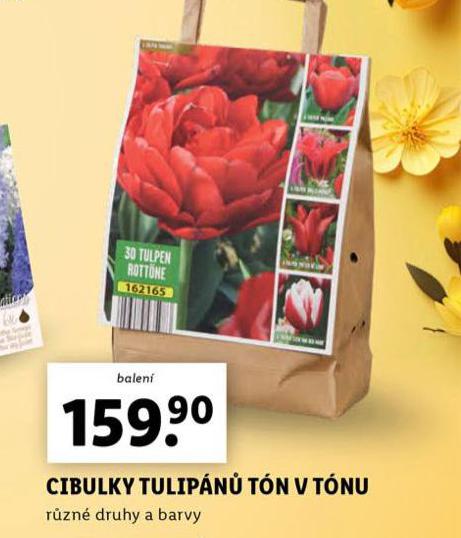 CIBULKY TULIPN TN V TNU