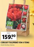 CIBULKY TULIPN TN V TNU