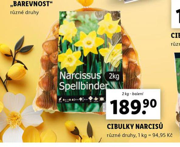 CIBULKY NARCIS