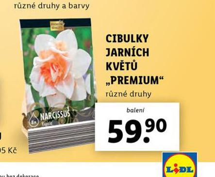 CIBULKY JARNCH KVT "PREMIUM"