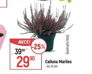 CALLUNA MARLIES