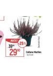 CALLUNA MARLIES